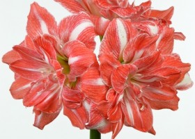 hippeastrum Sunshine Nymph (1)